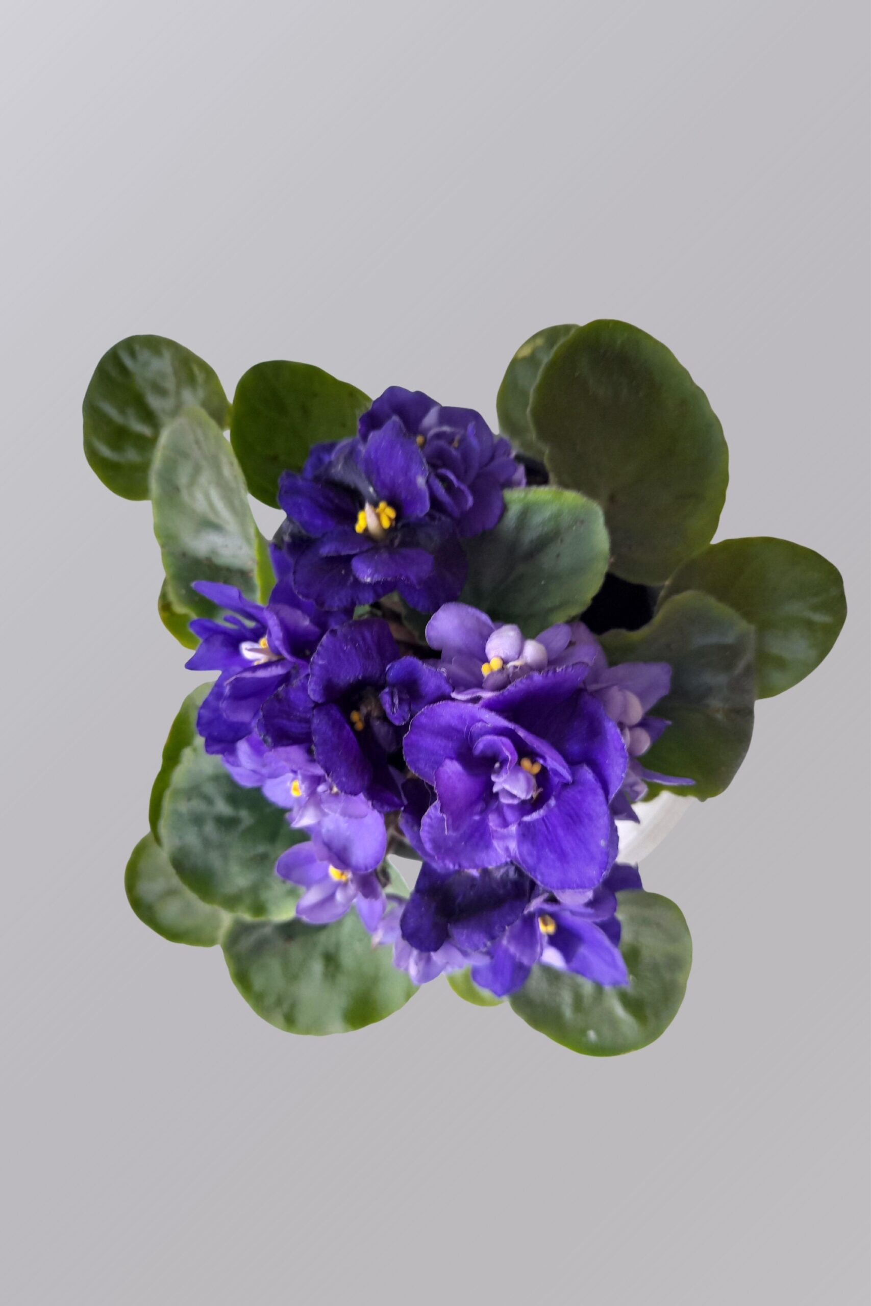 Headshot Portrait Placeholder